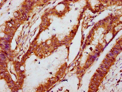 NOX1 Antibody