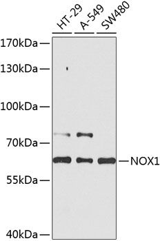 NOX1 antibody