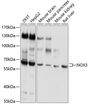 NOX3 antibody