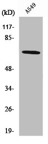 NOX3 antibody