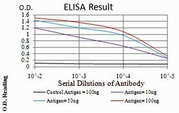 NOX4 Antibody