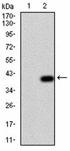 NOX4 Antibody