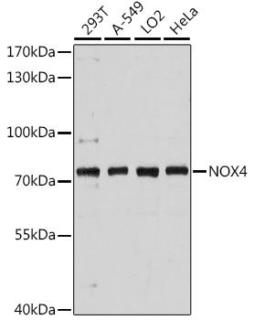 NOX4 antibody