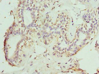 NOX5 Antibody