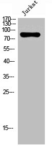 NOX5 Antibody