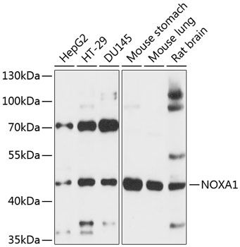NOXA1 antibody