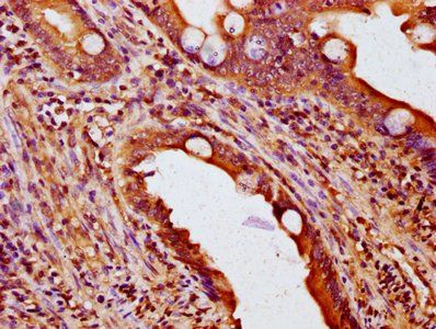 NOXO1 Antibody