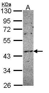 NOXO1 antibody [C2C3], C-term