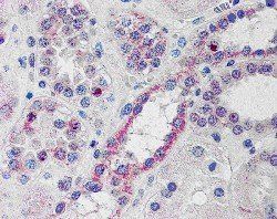 Goat anti-NOXO1 Antibody