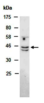 NOXO1 (N) Antibody, Rabbit Polyclonal