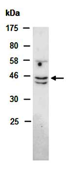 NOXO1 antibody