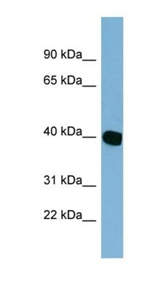 NOXRED1 antibody