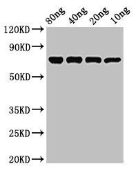 NP antibody