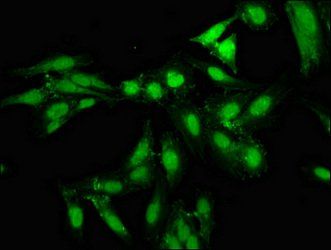 NPAS2 Antibody