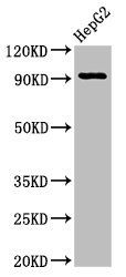 NPAS2 Antibody