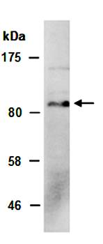 NPAS2 antibody