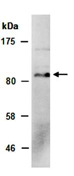 NPAS2 (M) Antibody, Rabbit Polyclonal