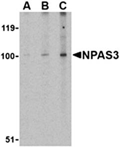 NPAS3 Antibody