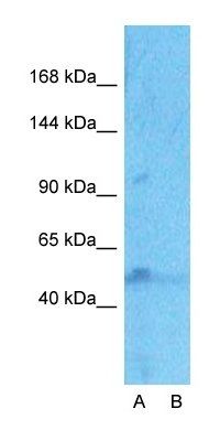 NPAS4 antibody