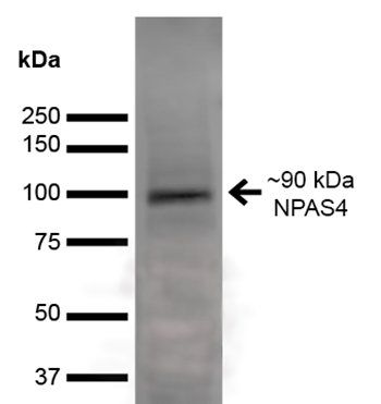 NPAS4 Antibody