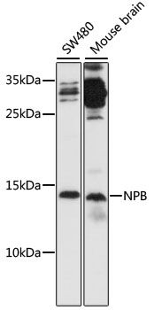 NPB antibody