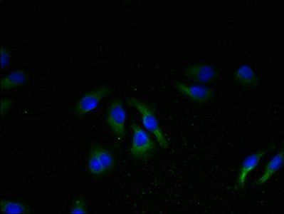 NPBWR2 antibody