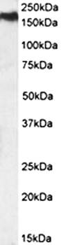 Goat anti-NPC1 Antibody