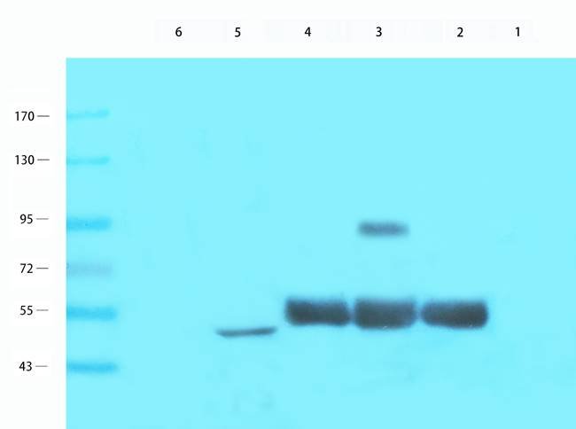 NPC1 antibody