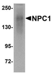 NPC1 Antibody
