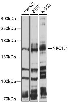 NPC1L1 antibody