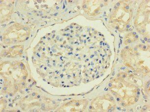 NPC2 Antibody