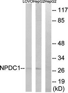 NPDC1 Antibody