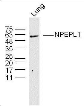 NPEPL1 antibody