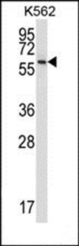 NPFFR1 antibody