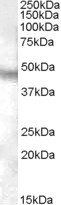 Goat anti-NPFFR1 Antibody