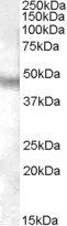 NPFFR1 antibody