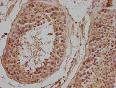 NPFFR2 antibody