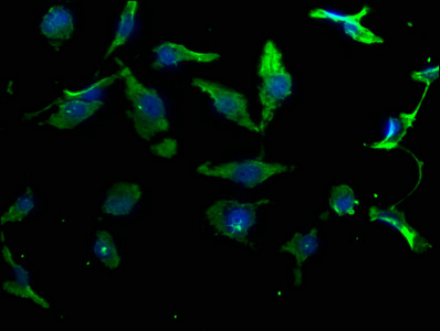NPFFR2 Antibody