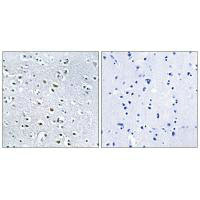 NPHP4 Antibody