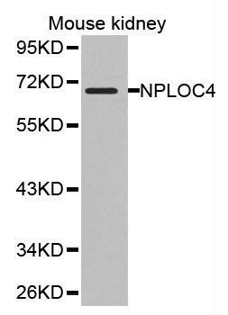 NPLOC4 antibody
