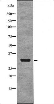 NPM (Phospho-Ser4) antibody