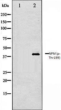 NPM (phospho-Thr199) antibody