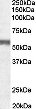 Goat anti-NPR3 (aa520-533) Antibody