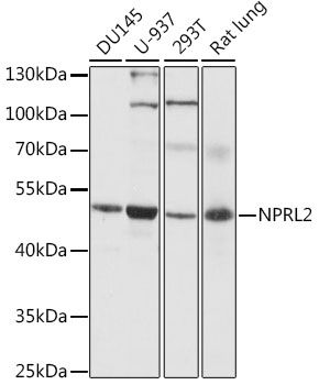 NPRL2 antibody