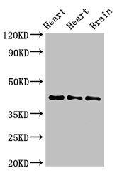 NPSR1 antibody