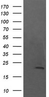 NPTN Antibody