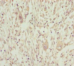 NPTN Antibody
