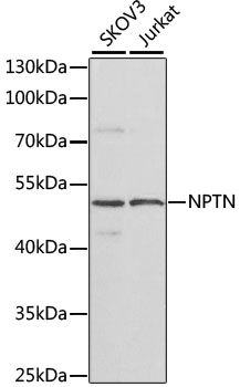 NPTN antibody