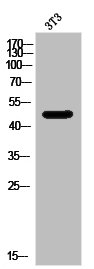 NPY1R antibody