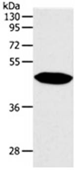 NPY1R Antibody